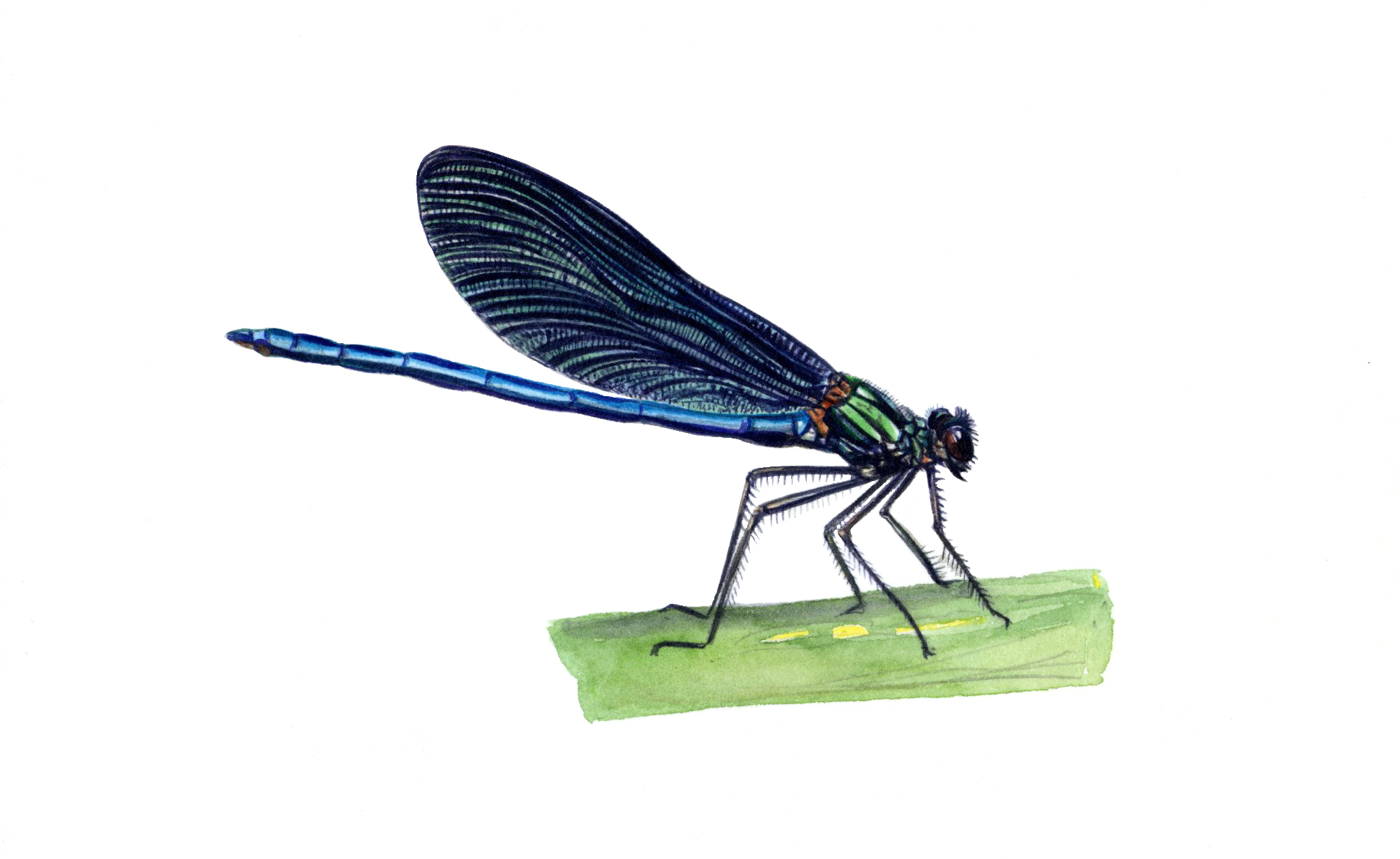 calopteryx_virgo-C._vierge