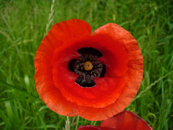 coquelicot