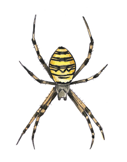 argiope2