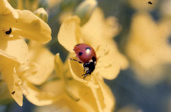 coccinelle