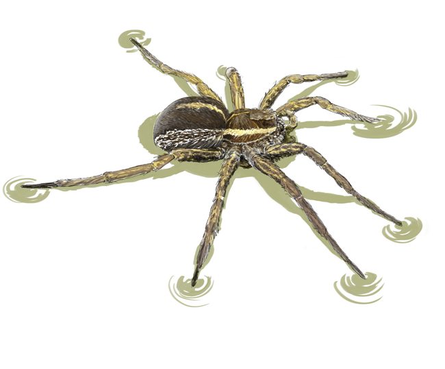 dolomedes-bd